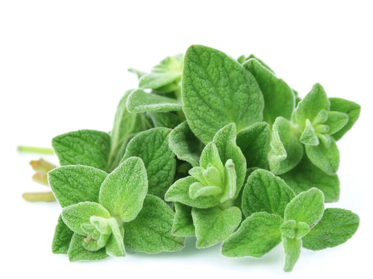 OREGANO